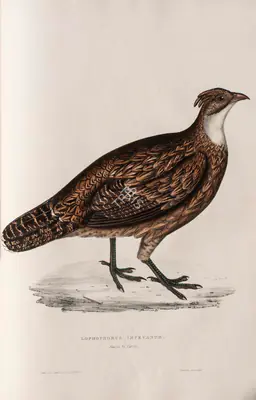 Elizabeth Gould (Lithographer), Lophophorus Impeyanus, 1832, Lithograph