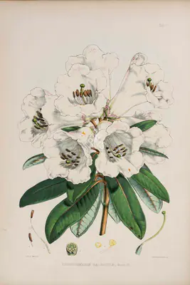 Walter Hood Fitch (Lithographer), Rhododendron Dalhousie , 1796, Lithograph