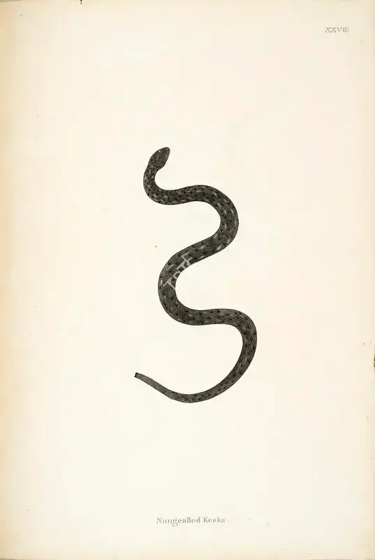 William Skelton (Engraver), Naugealled Keaka, 1796, Engraving