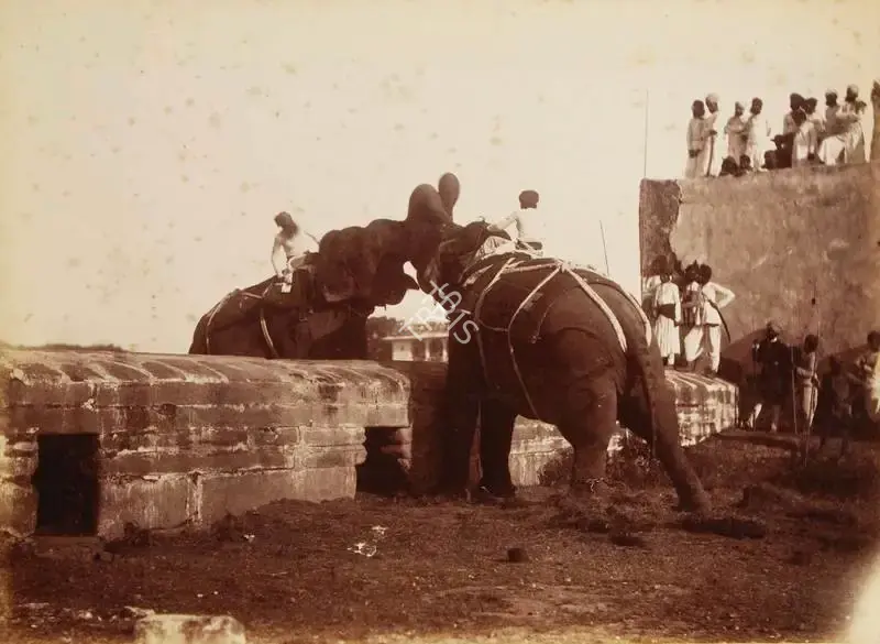 Lala Deen Dayal (Photographer), Elephant fight at Odeypur, 1890, Antiquarian Photograph