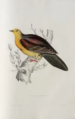 Elizabeth Gould (Lithographer), Vinago Sphenura, 1832, Lithograph