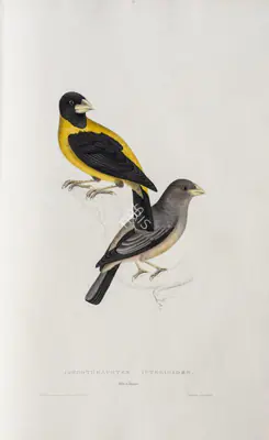 Elizabeth Gould (Lithographer), Coccothraustes Icterioides, 1832, Lithograph