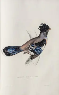 Elizabeth Gould (Lithographer), Garrulus Lanceolatus, 1832, Lithograph