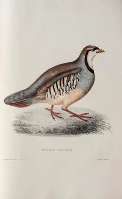 Elizabeth Gould (Lithographer), Perdix Chukar, 1832, Lithograph