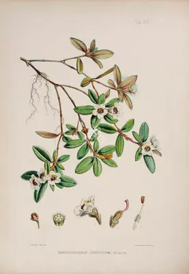 Walter Hood Fitch (Lithographer), Rhododendron Pendulum, 1796, Lithograph