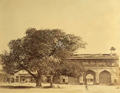 Felice Beato (Photographer), Tree in the Palace under which 119 Europeans were murdered in June 1857, Lucknow, 1858, Antiquarian Photograph