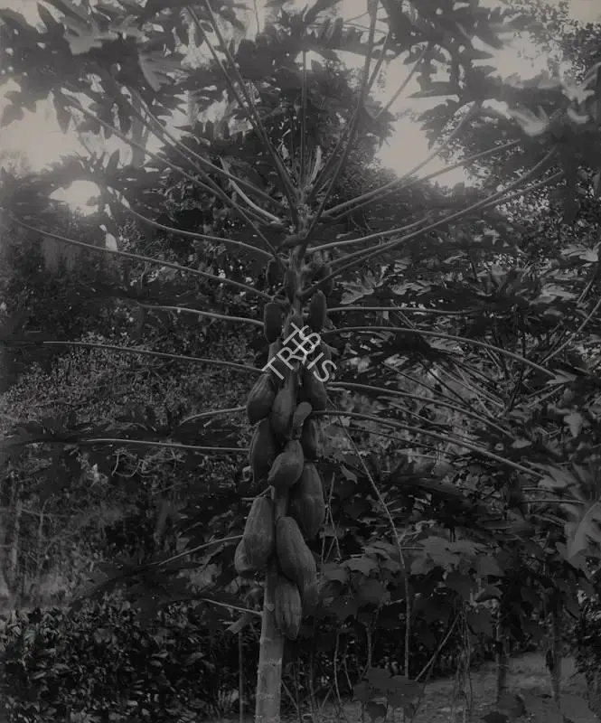 Unknown (Photographer), Untitled, 1901, Antiquarian Photograph