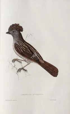 Elizabeth Gould (Lithographer), Garrulus Striatus, 1832, Lithograph