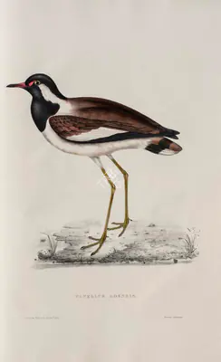 Elizabeth Gould (Lithographer), Vanellus Goensis, 1832, Lithograph