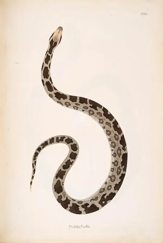 William Skelton (Engraver), PeddaPoda, 1796, Engraving