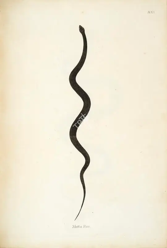 William Skelton (Engraver), Mutta Pam, 1796, Engraving