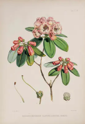 Walter Hood Fitch (Lithographer), Rhododendron Candelabrum, 1796, Lithograph