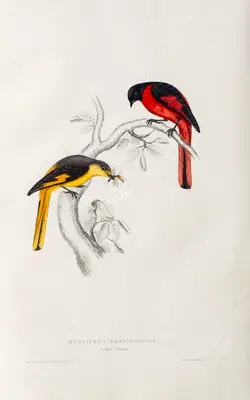Elizabeth Gould (Lithographer), Phenicornis Brevirostris, 1832, Lithograph