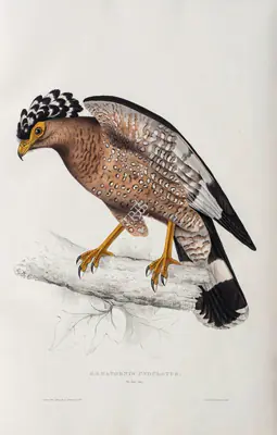 Elizabeth Gould (Lithographer), Hematornis Undulatus , 1832, Lithograph
