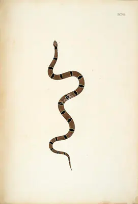 William Skelton (Engraver), Untitled, 1796, Engraving