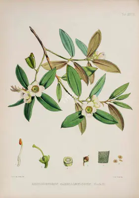 Walter Hood Fitch (Lithographer), Rhododendron Camellleflorum, 1796, Lithograph