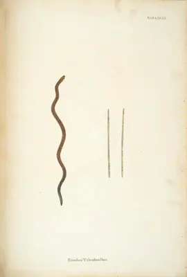 William Skelton (Engraver), Rondoo Talooloo Pam, 1796, Engraving