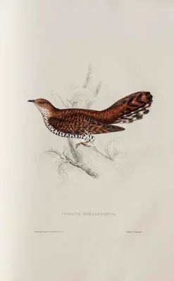 Elizabeth Gould (Lithographer), Cuculus Himalayanus, 1832, Lithograph