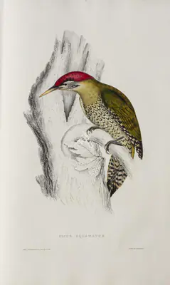 Elizabeth Gould (Lithographer), Picus Squamatus, 1832, Lithograph