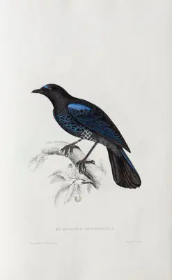 Elizabeth Gould (Lithographer), Myophonus Horsfieldii, 1832, Lithograph
