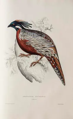 Elizabeth Gould (Lithographer), Phasianus Pucrasia, 1832, Lithograph