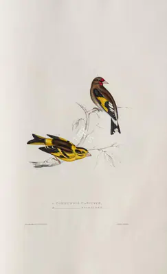 Elizabeth Gould (Lithographer), Carduelis Caniceps | Carduelis Spinoides, 1832, Lithograph