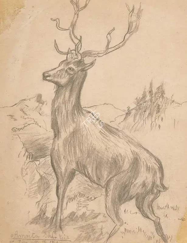 Amrita Sher-Gil (Artist), A Drawing of a stag, 1923, Drawing