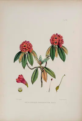 Walter Hood Fitch (Lithographer), Rhododendron Cinnabarinum, 1796, Lithograph
