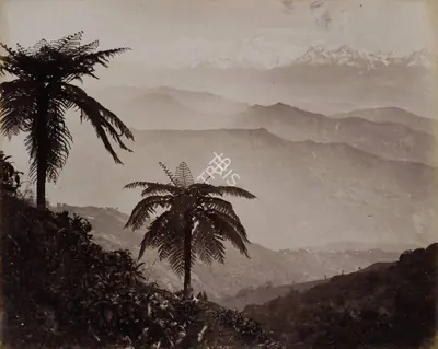 Samuel Bourne (Photographer), The Snows. Tree Ferns in the Foreground, Darjeeling, 1865, Antiquarian Photograph