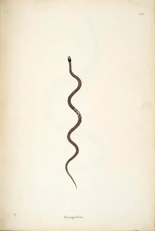 William Skelton (Engraver), Wanapa Pam, 1796, Engraving