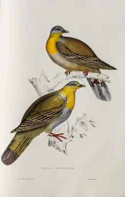 Elizabeth Gould (Lithographer), Vinago Militaris, 1832, Lithograph