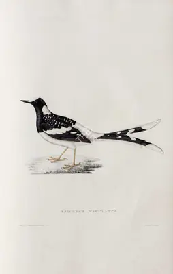 Elizabeth Gould (Lithographer), Enicurus Maculatus, 1832, Lithograph