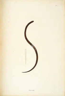 William Skelton (Engraver), Hurriah, 1796, Engraving