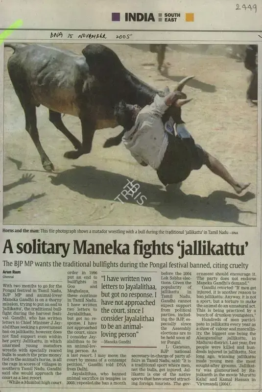 Arun Ram (Writer), A Solitary Maneka Fights 'Jallikattu', 2005, Newspaper Clipping