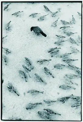Raghu Rai (Photographer), Mainah And Sparrows, 1970, Contemporary Photograph