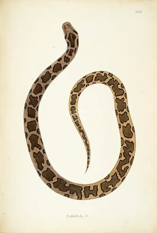 William Skelton (Engraver), PeddaPoda .A., 1796, Engraving