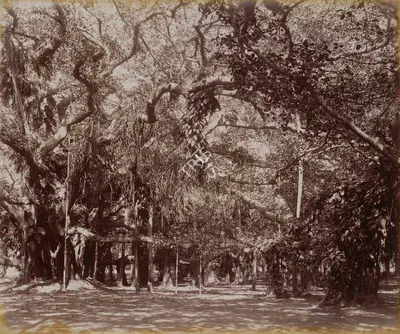Samuel Bourne (Photographer), Interior of the Banyan Tree, Botanical Gardens. Calcutta, 1865, Antiquarian Photograph