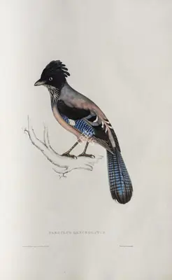 Elizabeth Gould (Lithographer), Garrulus Lanceolatus, 1832, Lithograph