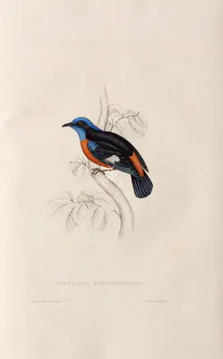 Elizabeth Gould (Lithographer), Petrocincla Cinclorhyncha, 1832, Lithograph