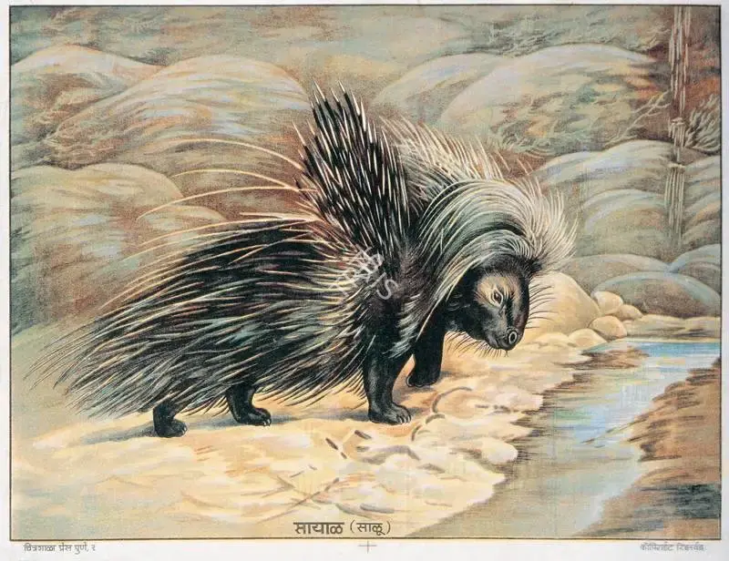 Sayaal (Porcupine), Lithograph