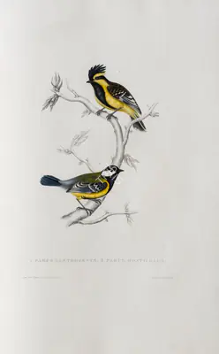 Elizabeth Gould (Lithographer), Parus Xanthogenys | Parus Monticolus, 1832, Lithograph