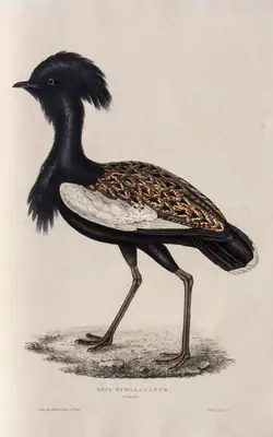 Elizabeth Gould (Lithographer), Otis Himalayanus, 1832, Lithograph