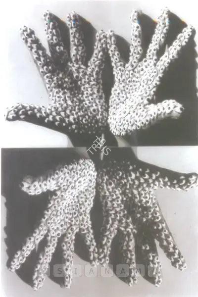 Anita Dube (Artist), Sea Creature, 2006, Print