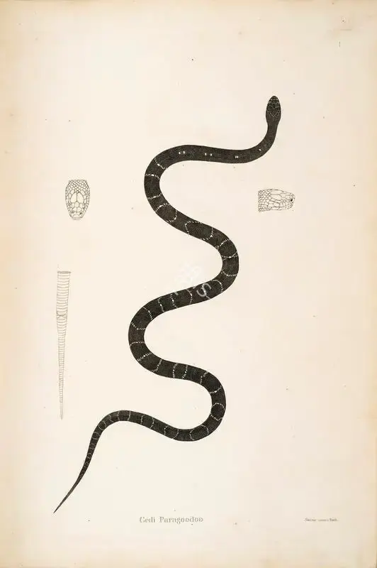 William Skelton (Engraver), Gedi Paragoodoo, 1796, Engraving