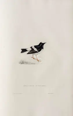 Elizabeth Gould (Lithographer), Enicurus Scouleri, 1832, Lithograph