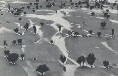 Raghu Rai (Photographer), Trees in the Flood, Contemporary Photograph