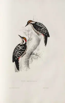 Elizabeth Gould (Lithographer), Picus Brunnifrons, 1832, Lithograph
