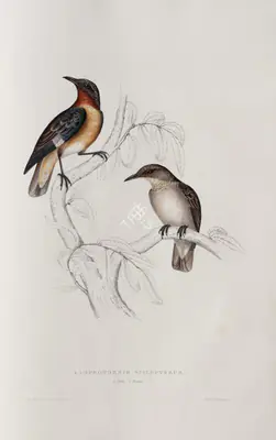 Elizabeth Gould (Lithographer), Lamprotornis Spilopterus, 1832, Lithograph