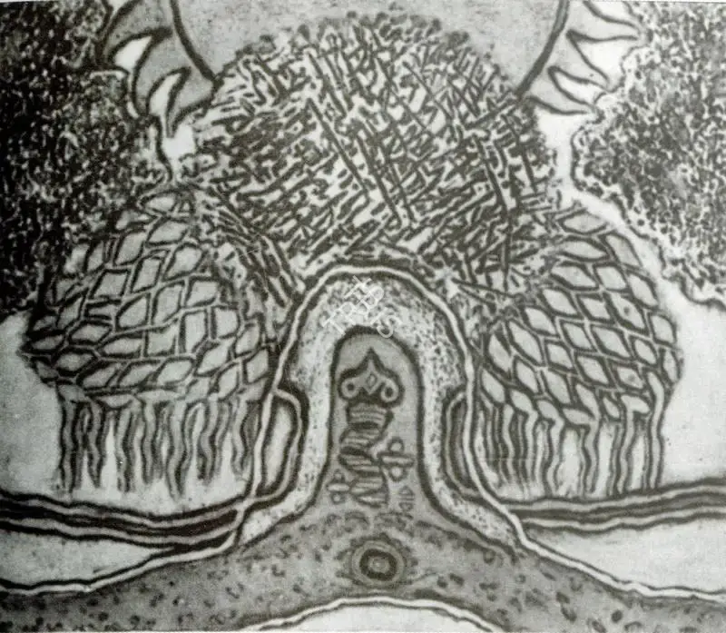 K.R. Hari (Artist), Saivite Symbol, Painting