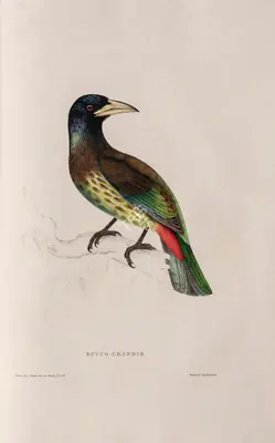 Elizabeth Gould (Lithographer), Bucco Grandis, 1832, Lithograph